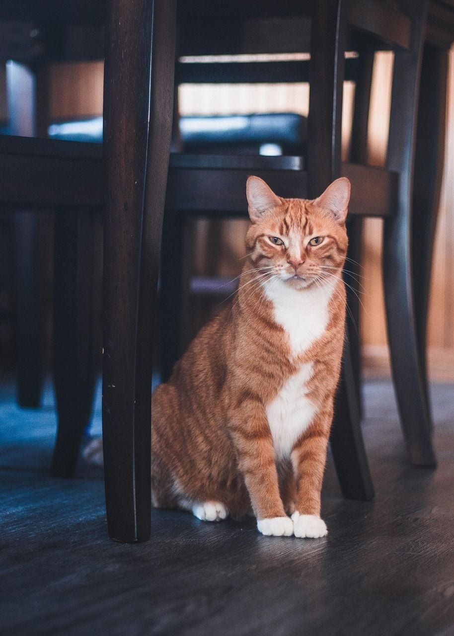 다중 이미지 융합 입력: 고양이