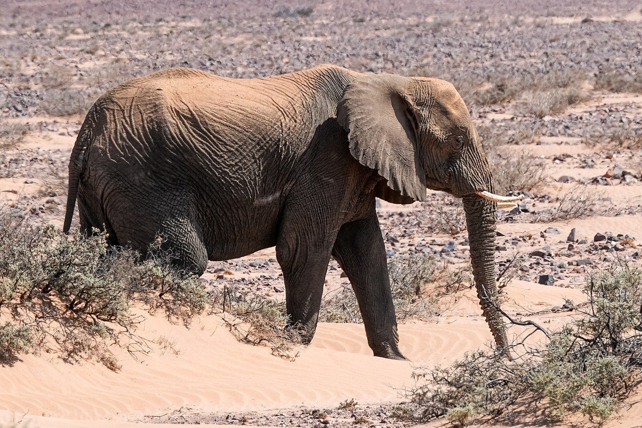 elephant